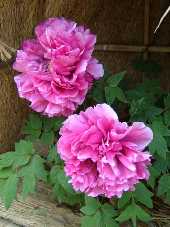 Giant Peony