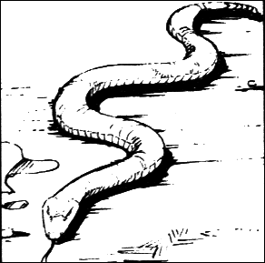 Snake