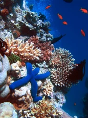 Some of the biodiversity of a coral reef.