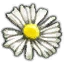 White myrtle