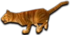 Here, kitty!