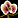 Image:IconSmall Orchid.gif