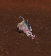 Image of Swine