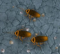 Image of Wood Mite