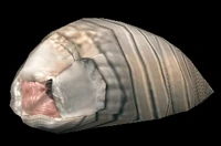 Image of Maggot