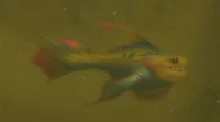 Image of Sawfin Frenzy