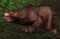 Image of Ashenvale Bear