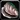 Thick-shelled Clam