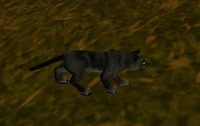 Image of Kitty
