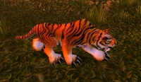 Image of Stranglethorn Tiger