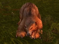 Image of Young Forest Bear