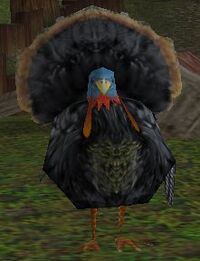 Fjord Turkey Gobble Gobble