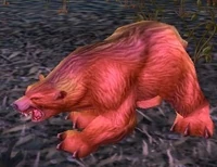 Image of Brown Bear