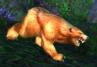 Image of Elder Ashenvale Bear