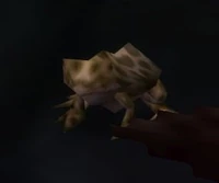 Image of Caged Toad
