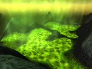 The Scalding Pools
