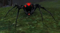 Image of Vicious Night Web Spider
