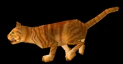 Orange Tabby