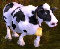 Image of Cow