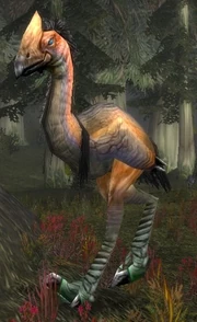 Giant Foreststrider