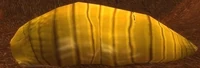 Image of Carrion Grub