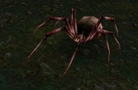 Image of Young Night Web Spider