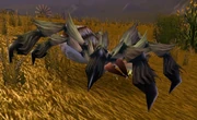 A Plains Creeper