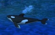 Orca in WCIII