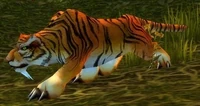 Image of Elder Stranglethorn Tiger