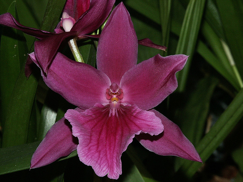 Miltonia Honolulu - Orchids Wiki