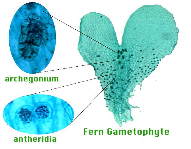 liverwort, antheridia/archegonia | Plant Diversity I – Bryophytes and ...