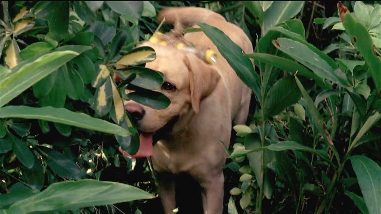 Leaf dog