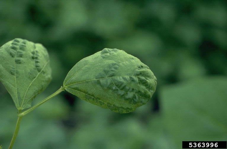 French_bean_Bean_common_mosaic_virus.jpg