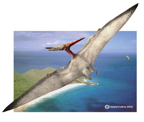 Pteranodon - Wiki Dino