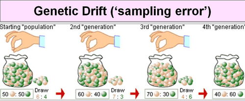 Genetic drift - UVM Genetics & Genomics Wiki