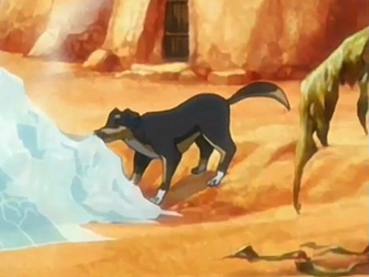 Dog - Avatar Wiki, the Avatar: The Last Airbender resource