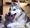 30px-Memepo.png